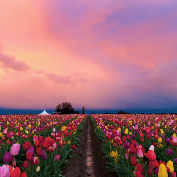 sandiegovii